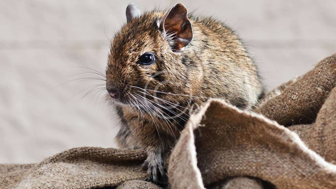 How Do Exterminators Get Rid of Mice