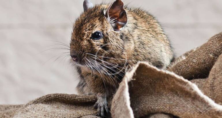 How to keep Mice out of your House or Apartment