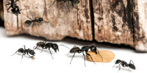 Carpenter Ants Exterminator Services