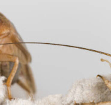Cricket Exterminator In Oceanside, NY