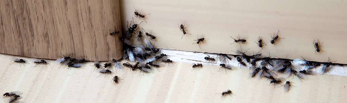 Ants Exterminator Service In Oceanside