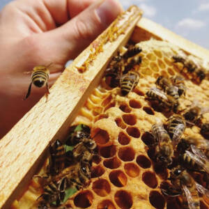BEE AND BEEHIVE REMOVAL SERVICES IN ATLANTIC BEACH