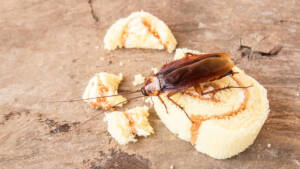 ROACHES REMOVAL SERVICES IN ATLANTIC BEACH