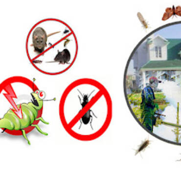Pest Control Services in Lawrence