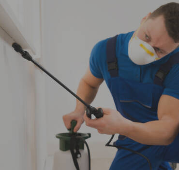 Pest Control Services in Long Beach