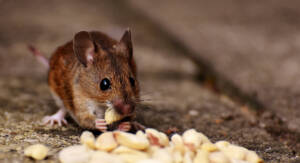 MOUSE REMOVAL SERVICES IN ATLANTIC BEACH