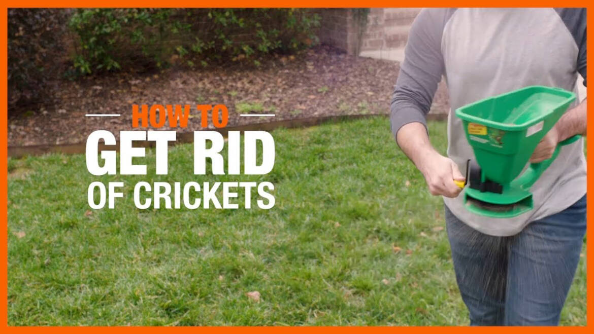 How to Get Rid of Crickets from House or Apartment