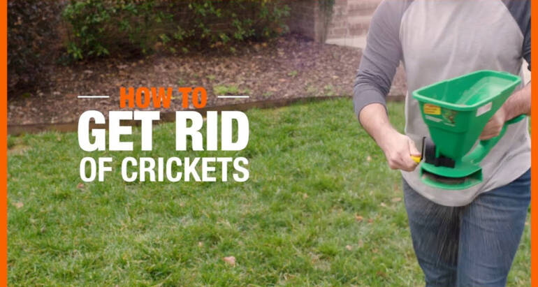 How to Get Rid of Crickets from House or Apartment