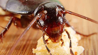 Fastest Ways to Get Rid of Roaches in Apartments